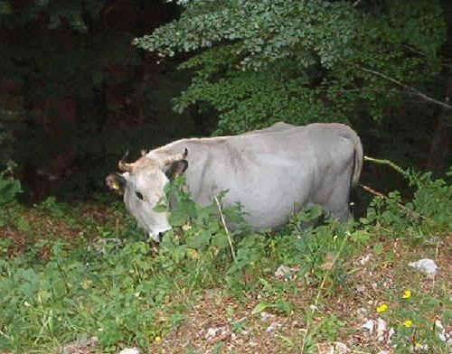 Vacca di razza Marchigiana