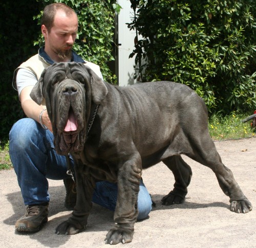 Mastino Napoletano tipo moderno