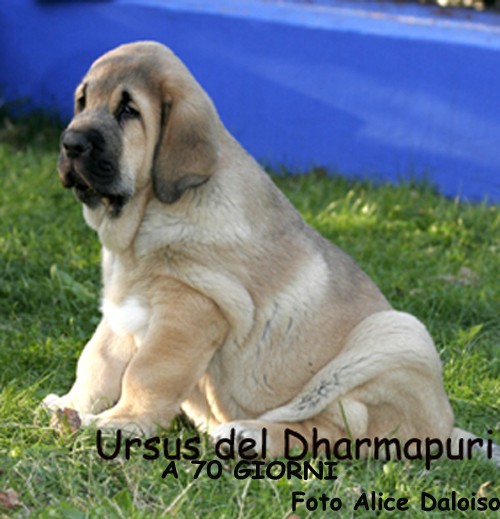 Cucciolo di Mastino Spagnolo