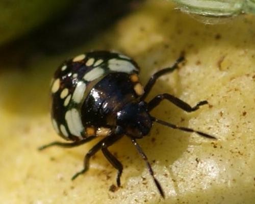 Cimice del pomodoro