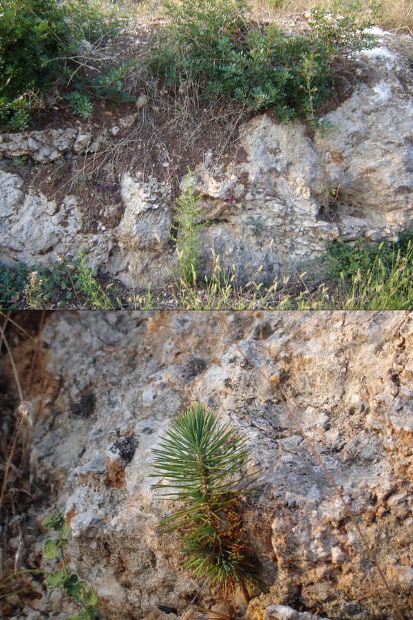 Macchia mediterranea e calcari brecciosi