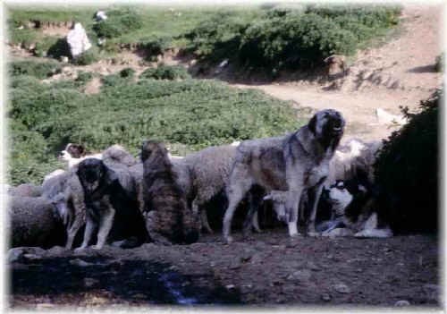 Ciarplanina: il predatore è vicino