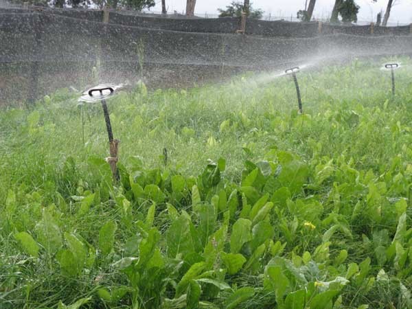 L'irrigazione dei campetti destinati all'allevamento