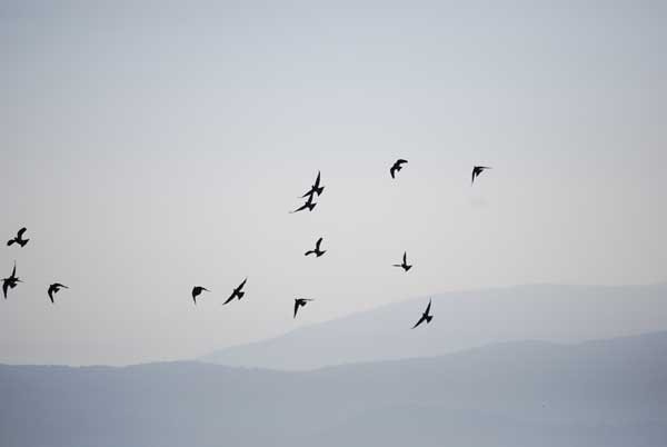 Colombaccio Columba palumbus palumbus (foto Sauro Giannerini)