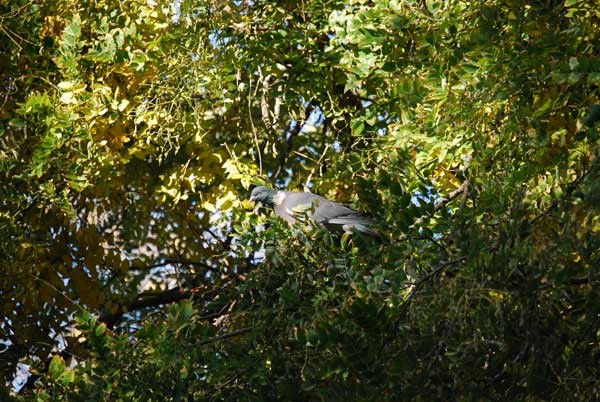 Colombaccio Columba palumbus palumbus (foto Sauro Giannerini)