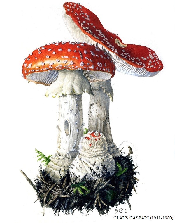 Amanita muscaria e amanita caesarea