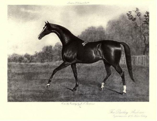 Il Cavallo Darley Arabian