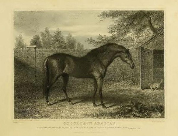 Il cavallo di Lord Godolphin