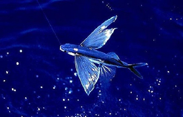 Il pesce volante