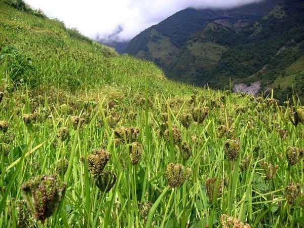 coltura di miglio indiano nel Nepal