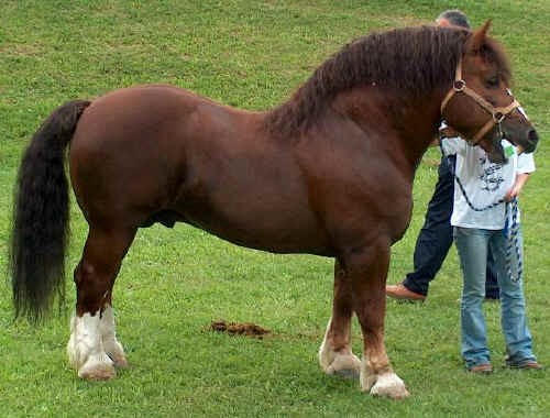 Cavallo Agricolo Italiano TPR