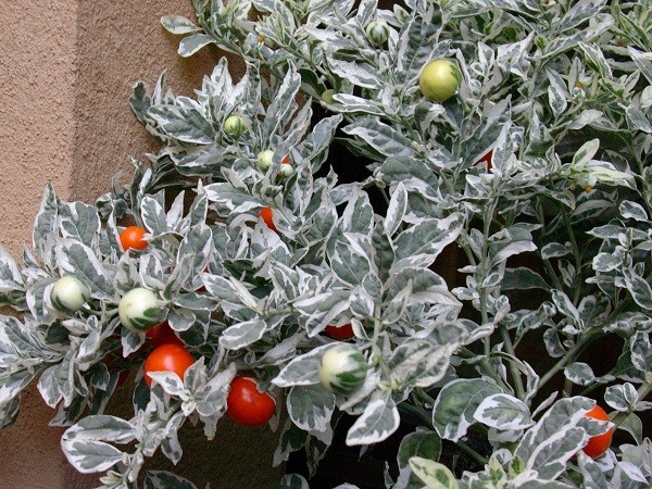 Solanum capsicastrum variegatum