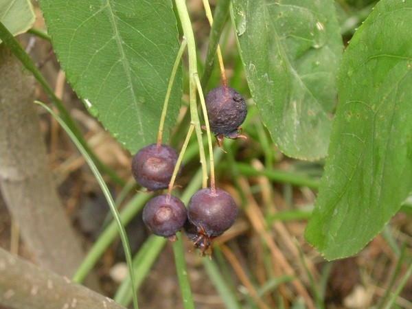 Frutti di Amelanchier lamarckii