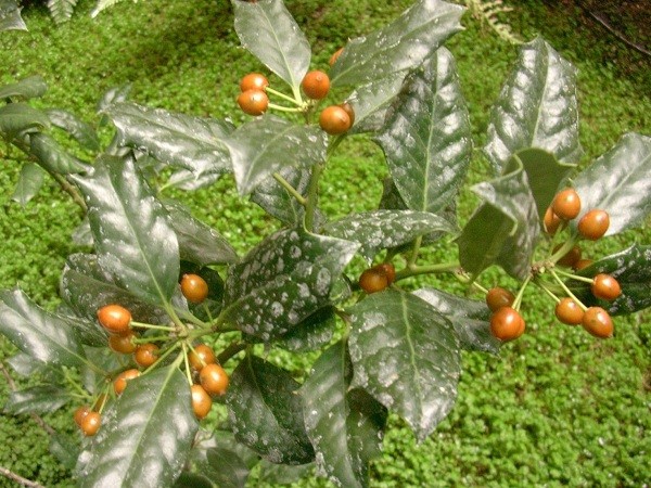 Ilex aquifolium