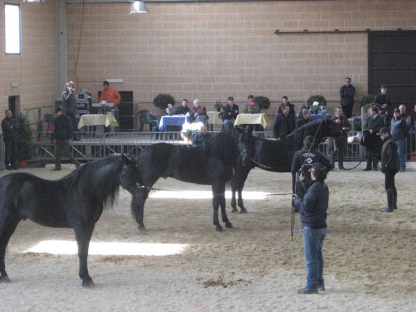 Finale del Campionato Nazionale Stalloni di Razza Murgese