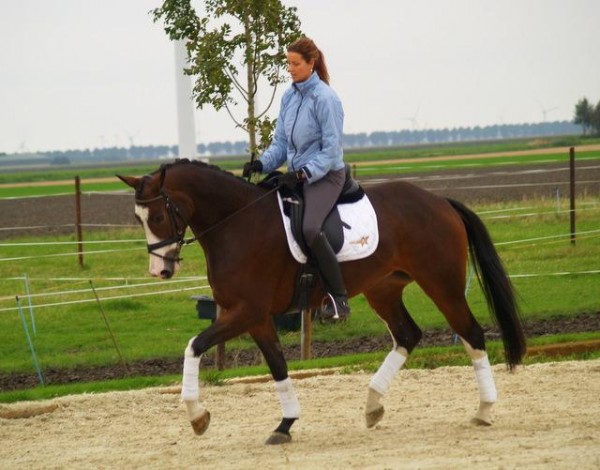 Dressage