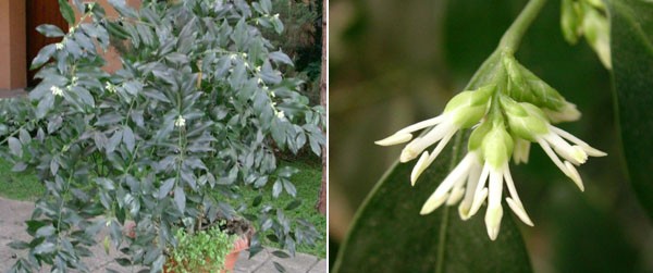 Sarcococca ruscifolia