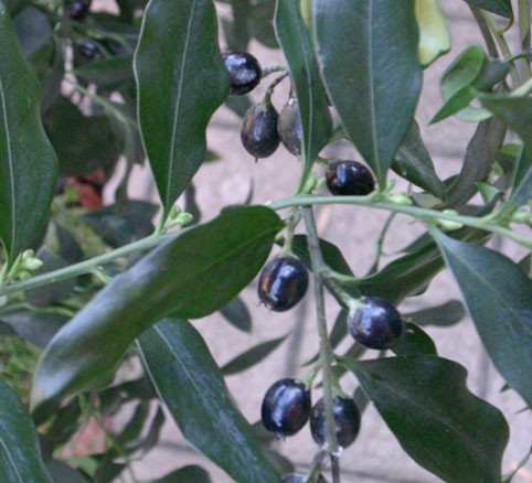 Sarcococca ruscifolia