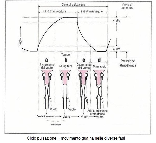 Ciclo pulsazione - movimento guaina nelle diverse fasi