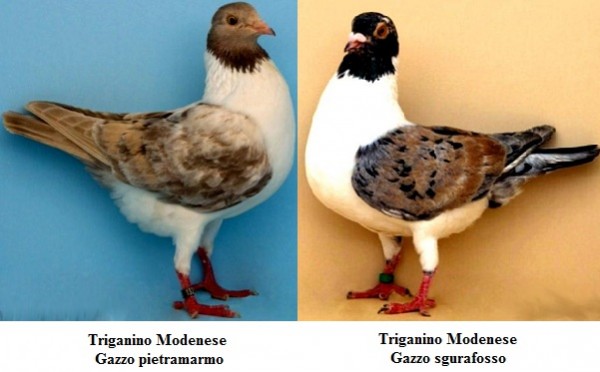 Triganino modenese Gazzo pietramarmo e Gazzo sgurafosso