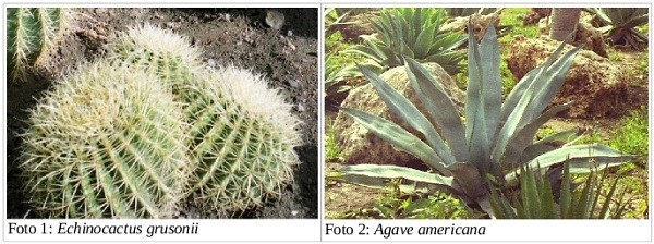 Echinocactus e Agave