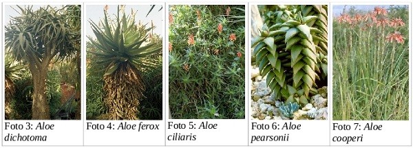 Aloe dichotoma, ferox, ciliaris