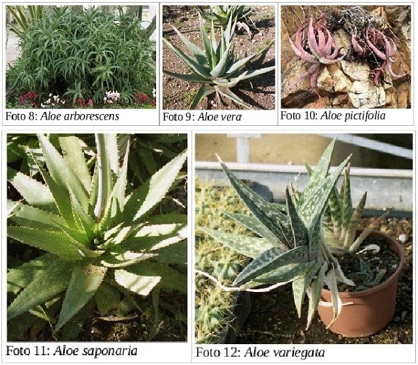 Aloe arborescens, vera, variegata