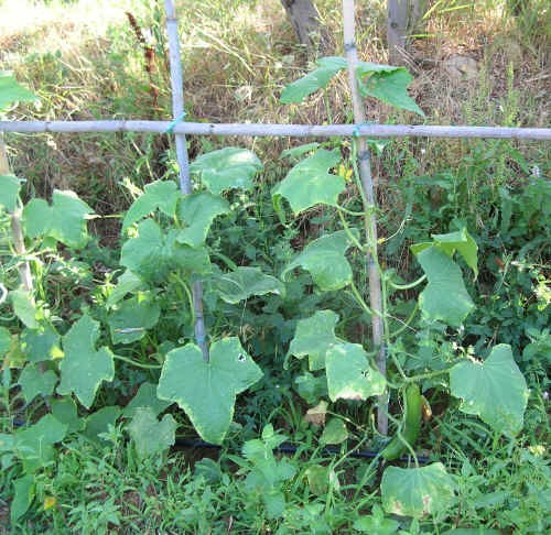 Pianta di cetriolo Varietà lungo della Cina