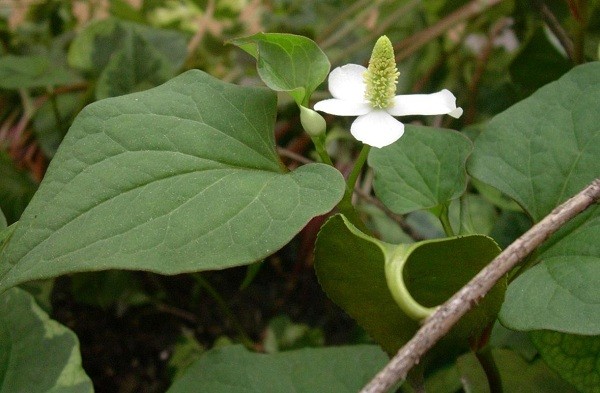 Houttuynia cordata