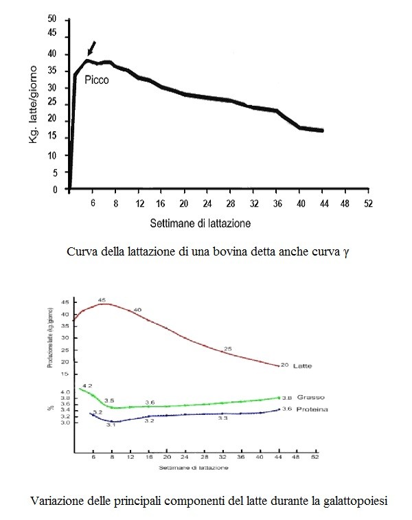 Malattie della pelle psoriasi infettiva