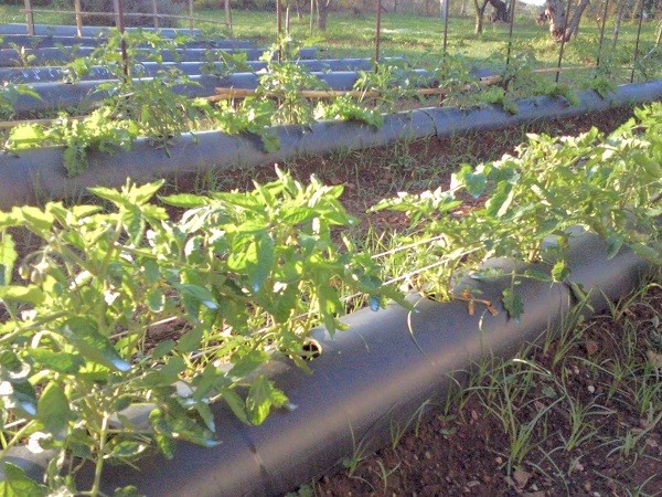 Piante di pomodori nei tunnel anti-infestanti