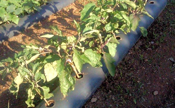 Piante di melanzane nel tunnel anti-infestanti