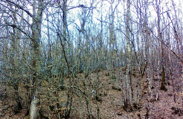 Il bosco come fonte inesorabile di materiale organico