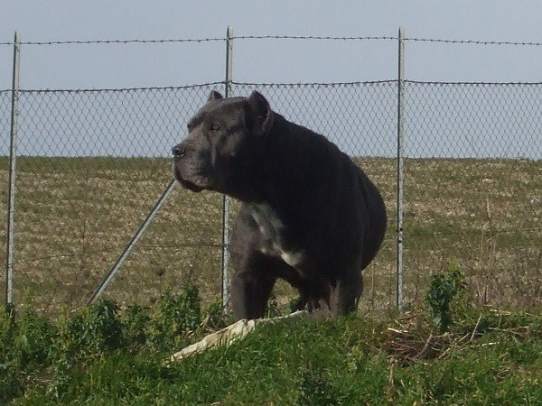 Cane Corso moderno