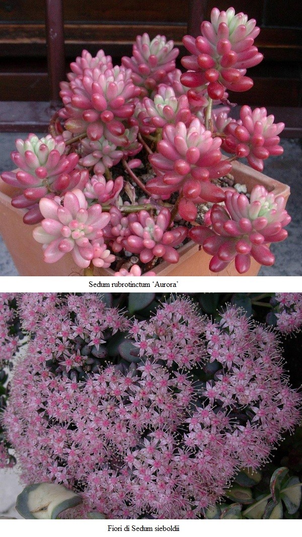 Sedum rubrotinctum, Sedum sieboldii