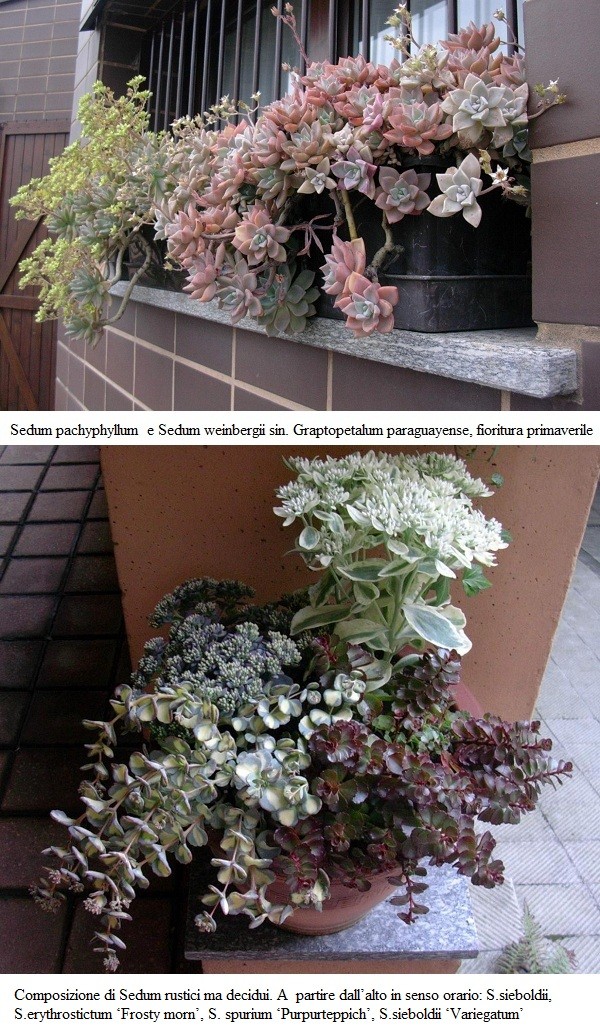 Sedum pachypyllum, Sedum sieboldii, Sedum spurium