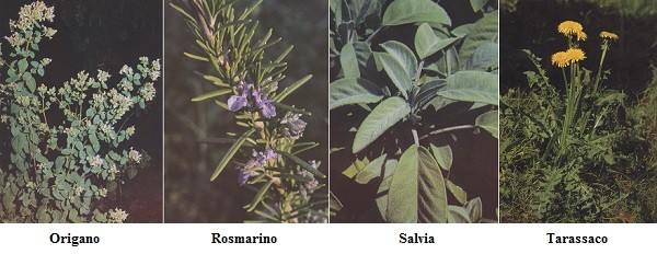 Origano, rosmarino, salvia, tarassaco