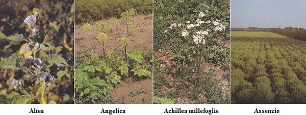 Altea, Angelica, Achillea, Assenzio