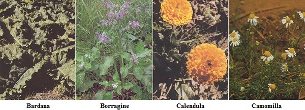 Bordana, Borragine, Calendula, Camomilla