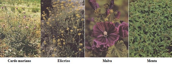 Cardo mariano, Elicriso, Malva, Menta