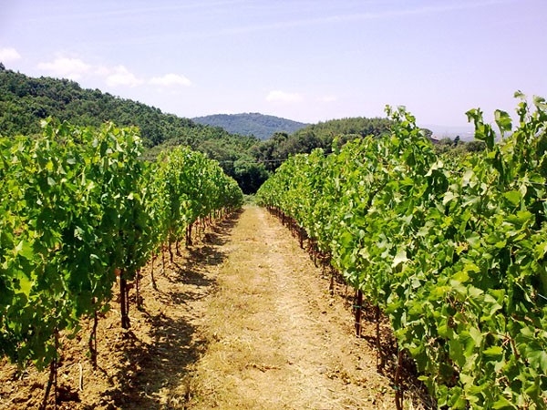 Vigneti in produzione DOC Val di Cornia