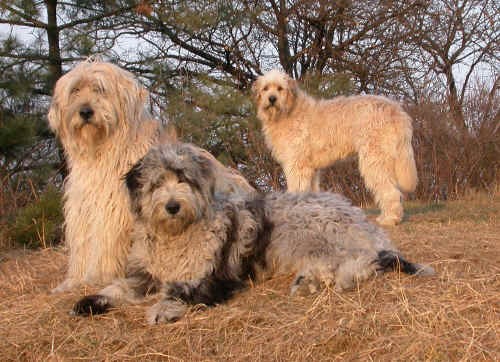 Pastore Bergamasco