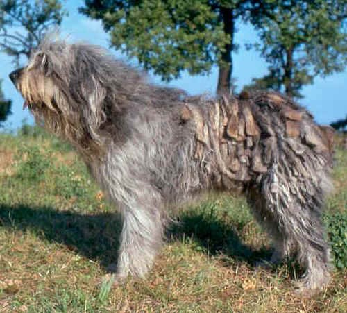 Cane da Pastore Bergamasco