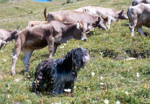 Pastore Bergamasco all'alpeggio