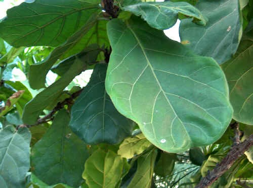 Ficus lyrata