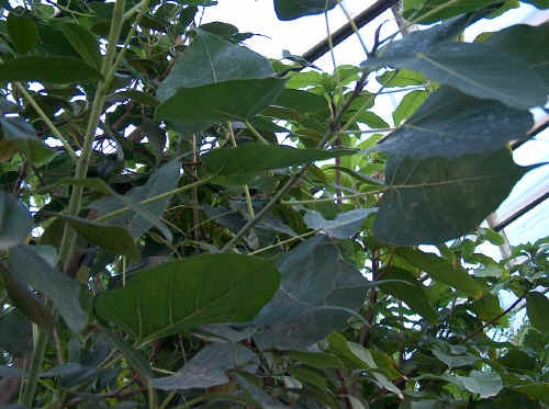 Ficus religiosa