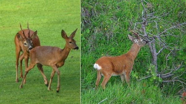 Maschio e femmina di capriolo