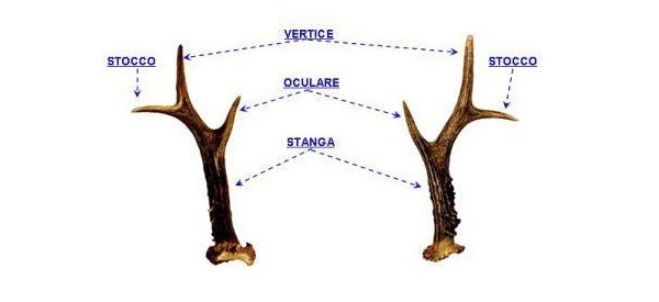 Palco del capriolo e relativa terminologia