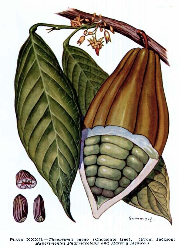 Cacao Theobroma cacao