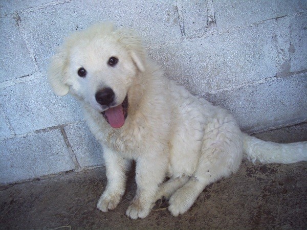 Pastore maremmano-abruzzese